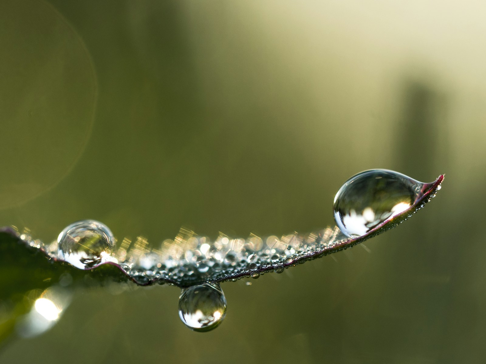 Water droplets resting on a leaf